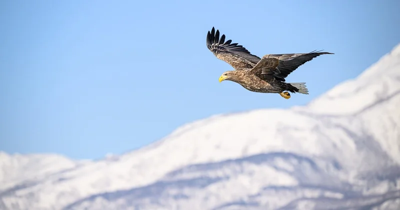 Pourquoi L'Aigle attire une demande spécifique